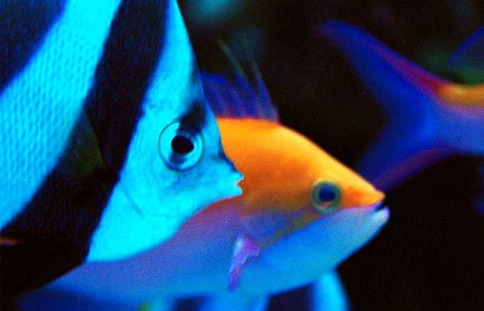 Beépített akvárium tervezés